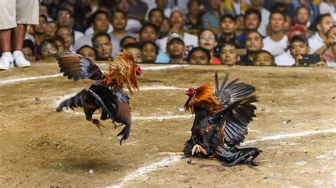 asiancockfighting|World Slasher Cup.